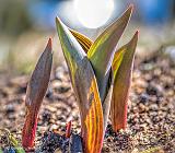 Tulip Sprouts From Ground Level_P1040062-7